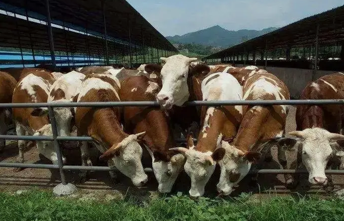 養(yǎng)殖污水處理設(shè)備是如何處理污水并實現(xiàn)排放達標(biāo)的？