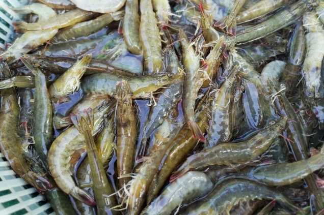 養(yǎng)蝦廢水怎么處理效果好？解決方案！-1