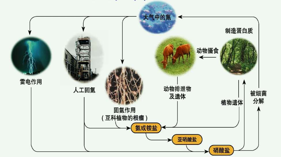 有機氮怎么轉化為氨氮方法(氨氮是有機氮還是無機氮) 有機氮怎么轉化為氨氮方法(氨氮是有機氮還是無機氮)